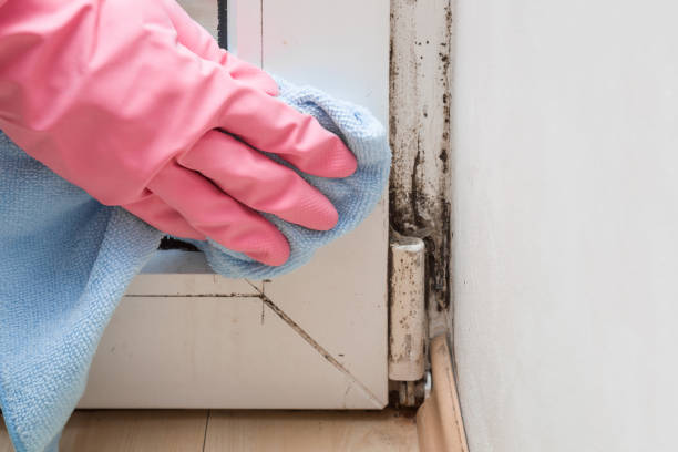 Why You Should Choose Our Mold Remediation Services in Piedmont, CA